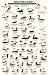 Mac's Field Guide to Northwest Coastal Water Birds