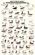 Mac's Field Guide to Northwest Coastal Water Birds (Mac's Field Guide)