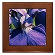Blue Iris on Framed Tile