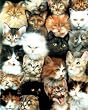(16x20) Dan McManis (Cats Collection) Art Print Poster