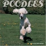 Poodles 2008 Wall Calendar