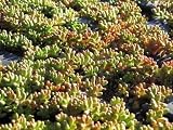 Eigenschaften Dachstauden  / Sedum album-Mix, 70 Pflanzen