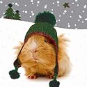Bobbles Guinea Pigs Christmas Cards Pack