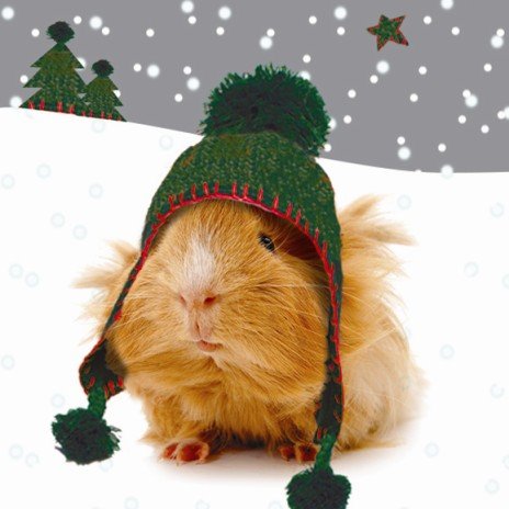 Bobbles Guinea Pigs Christmas Card Pack
