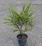 Bahama Berry Bonsai Plant - Bonsai/Houseplant - 6" pot