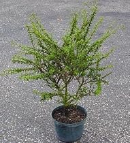 Bahama Berry Bonsai Plant - Bonsai/Houseplant - 6" pot