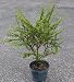 Bahama Berry Bonsai Plant - Bonsai/Houseplant - 6" pot