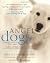 Angel Dogs