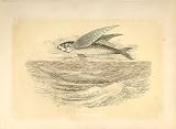 飛魚座 1860 の着色された刻むセピア色様式 飛魚