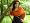 Burnt orange