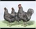 Mouse Mats of Plymouth Rock chickens from North Wind Picture Archives
