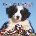 Border Collie Puppies 2008 Mini Wall: Mini 6x6