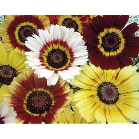 Seed in a Blanket Planting Squares Tri Color Daisy by 