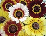 Seed in a Blanket Planting Squares Tri Color Daisy