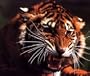 Growling Tiger Mouse Pad