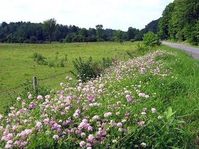 HeirloomSupplySuccess 100 Heirloom Penngift Crown Vetch Seeds