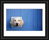 Framed Print of Labrador from RSPCA