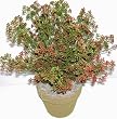 15" INDOOR / OUTDOOR Boxwood (burgundy)