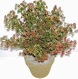15 Inches INDOOR / OUTDOOR Boxwood (burgundy)