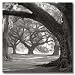 Oak Alley, West Row by William Guion Museum Wrapped Canvas Art Print 11 x 11 in. on F...