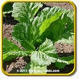 1 Oz Mustard Seeds - 'Florida Broadleaf' Bulk Vegetable ... thumbnail