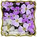 1 Oz Virginia Stock (Malcolmia maritima) Bulk Wildflower Seeds