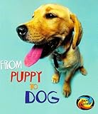 From puppy to dog