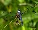 Great Blue Skimmer Dragonfly Photo
