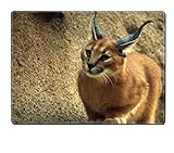 Caracal Animal Cat Persian Lynx Serval Placemat Pads Customized Made To Order Support Ready 15 6/8 Inch (400mm) X 11 13/16 Inch (300mm) X 1/8 Inch (3mm) High Quality Eco Friendly Cloth With Neoprene Rubber Luxlady Place Mouse Pad Desktop Mousepad Laptop Mousepads Comfortable Table Desk Kitchen Computer Mouse Mat Cute Gaming Mouse_Pad