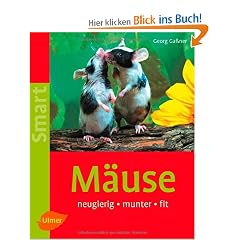 M�use: neugierig - munter - fit