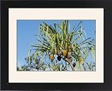 Framed Prints of Wat-5040 Borneo - Pandanus from Ardea Wildlife Pets