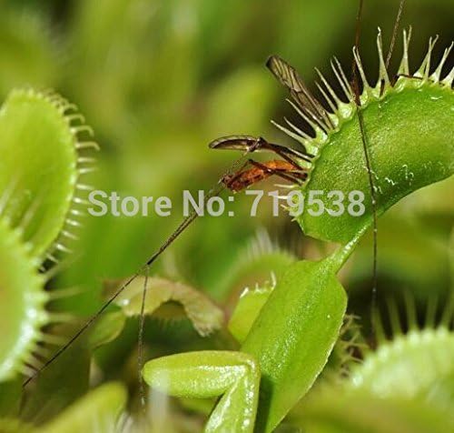 10pcs Potted Insectivorous Plant Seeds Dionaea Muscipula Giant Clip Venus Flytrap Seeds by Happy Farm