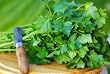 Parsley Italian Flat Leaf Certified Organic Seeds