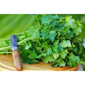 Parsley Italian Flat Leaf Certified Organic Seeds