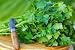 Parsley Italian Flat Leaf Certified Organic Seeds