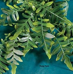 Asparagus Fern - Giant - 36 in.