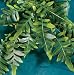 Asparagus Fern - Giant - 36 in.