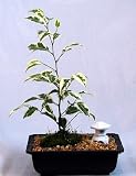 51tpK0gdK6L. SL160  Java Starlight Bonsai Tree   Easy to Grow Indoor Bonsai
