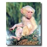 Olive Albino Baby Baboon Monkey Wildlife Wall Picture Art Print