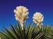 Giant Dagger Yucca Flower Grows Against a Blue Sky Photographic Poster Print by Jeff Foott, 18x24