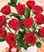 12 Red Roses