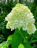 'Little Lime' Hydrangea -Compact Flowering Shrub - Hardy - Proven Winners