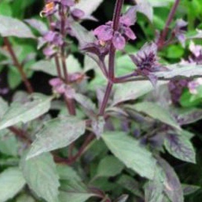 Ocimum basilicum - Basilikum 