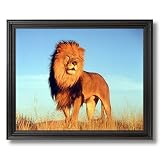 Solid Wood Black Framed Large African Lion Cat Watch Animal Wildlife Pictures Art Print