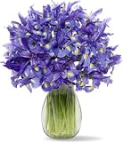 30 Blue Iris with Jordan Vase