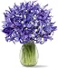 30 Blue Iris with Jordan Vase