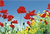 Ideal Decor Murals 283 Poppy Field Wall Mural