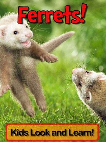 Ferrets! Learn About Ferrets and Enjoy Colorful Pictures - Look and Learn! (50+ Photos of Ferrets)