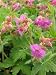 Geranium macrorrhizum Ingwersen - Storchschnabel