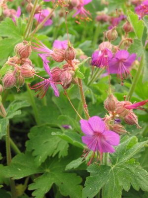 Geranium macrorrhizum Ingwersen - Storchschnabel